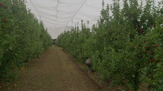 ladang epal nsw